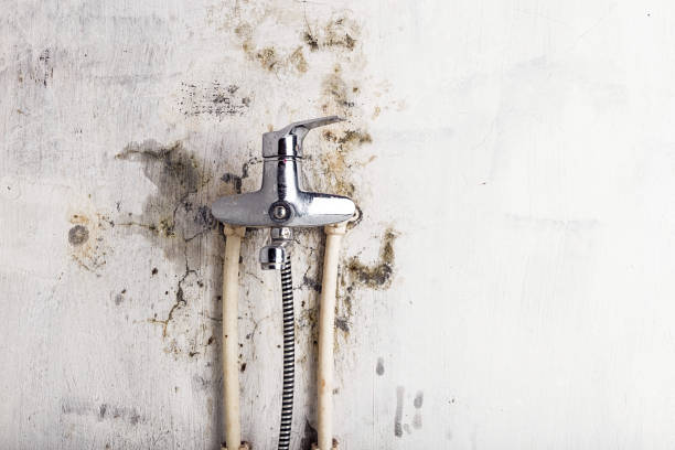 Best Mold Testing and Inspection Services in Peosta, IA