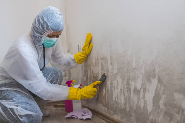 Best Kitchen Mold Remediation in Peosta, IA