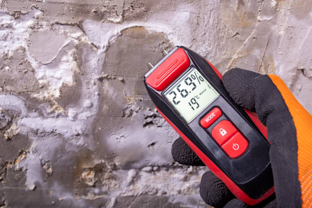 Best Post-Flood Mold Remediation in Peosta, IA