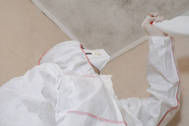 Best Attic Mold Remediation in Peosta, IA