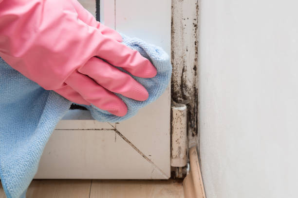 Best DIY Mold Remediation Support Services in Peosta, IA